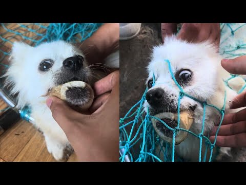 Rescued dog with muzzle