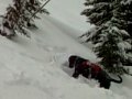 Avalanche Dog Rescue 