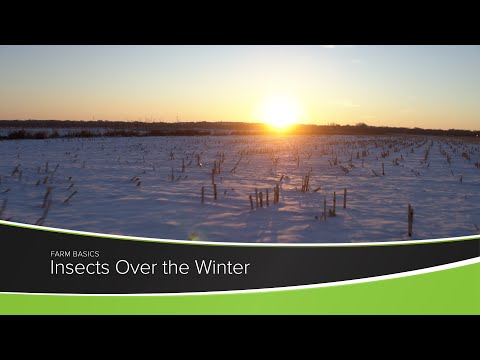 Insects Over the Winter