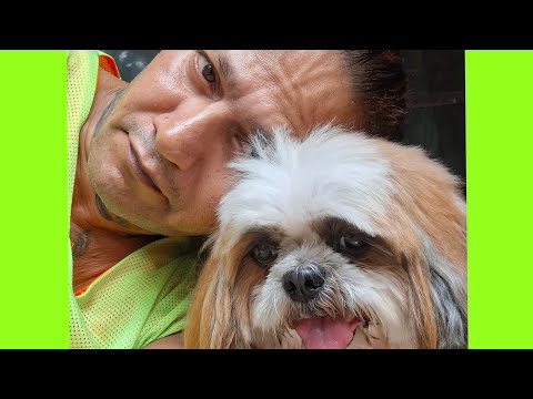 Most Aggressive Celebrity Pet Grooming | Film Producer Krishika Lulla Pet's 🥰#viral#pets 