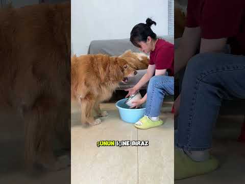 Köpeğin Yaptığı İyiliğe Bakın 😂