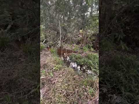 Terreno de 4.000 m2 à Venda em Espírito Santo do Dourado Mg