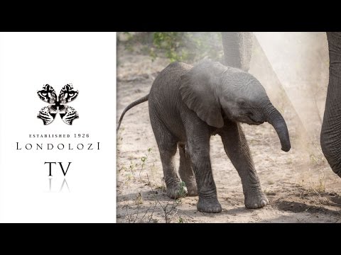 Tiny Elephant Calf - Londolozi TV