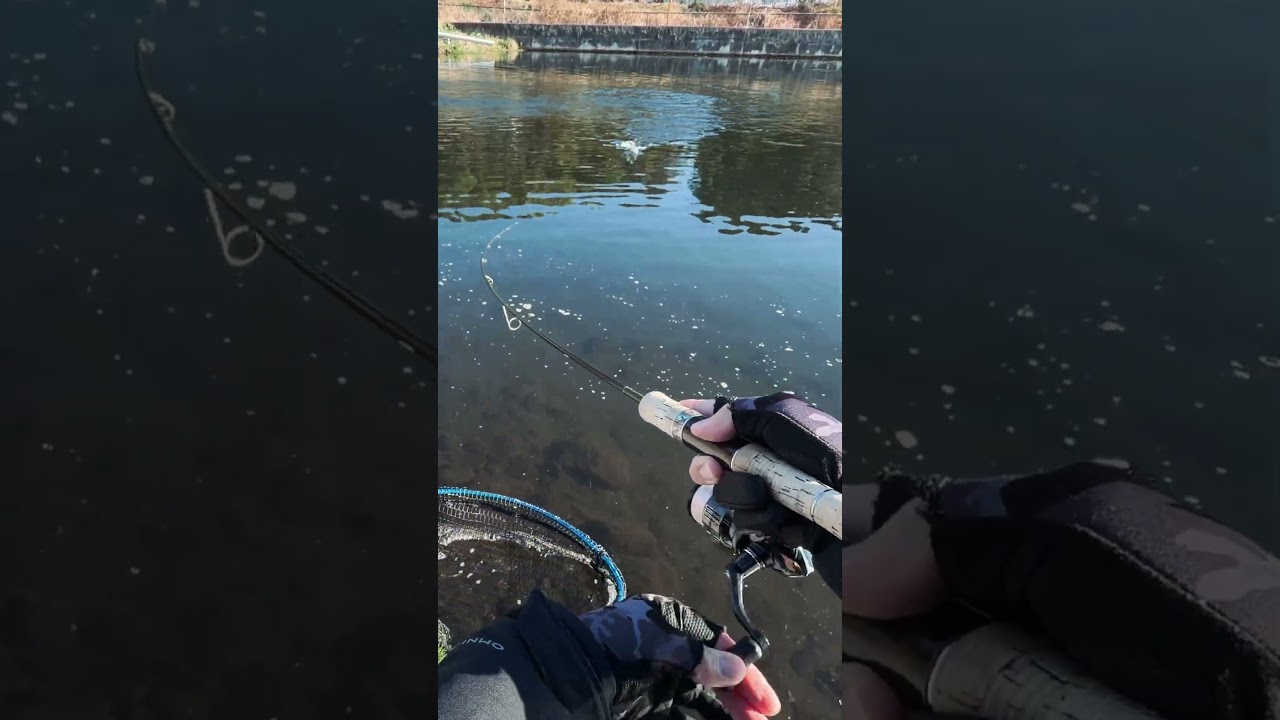 Japan Fishing ASMR - Trout Fight#79🎣