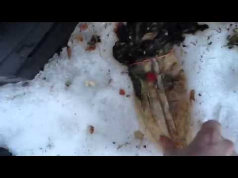 Compost. The Rotten Tomatoes