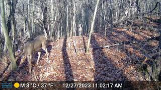 2023 Christmas Buck