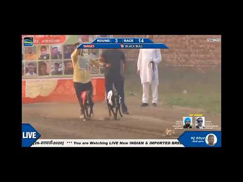 🔥💯Target kala💯🔥punjab Greyhound dog |Greyhound racing  |Greyhound racing Maharashtra #dog #love