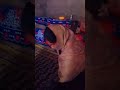 Hot Girl Desi Vlog Desi Food Comedy Love Leak Viral