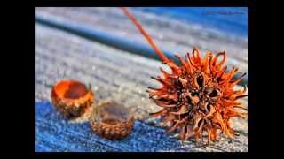 Rosanne Cash and Johnny Cash - &quot;September When it Comes&quot;