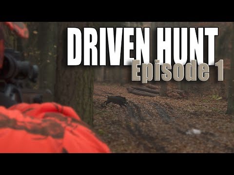 DRIVEN HUNT EPISODE 1 - Wild boar & deer at Lutowko - Drückjagd - Drevjakt
