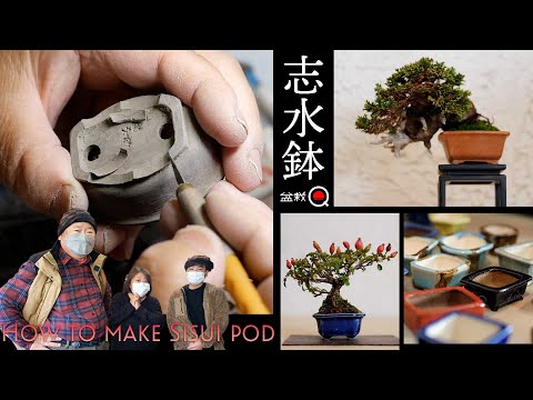 園芸 コンババ、剛毛の菩提樹、パペダ・ド・モーリス