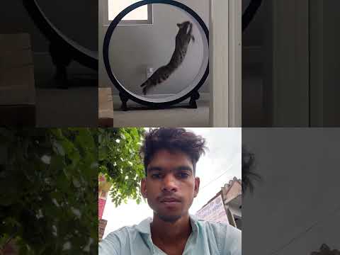 Fi savannah cat nyx charging up the homestead - #One_Fast_Cat exercise wheel