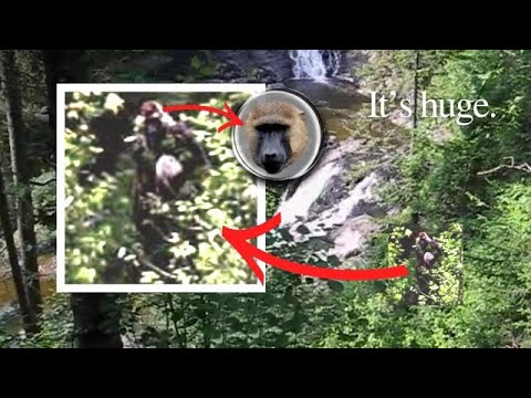 My Favorite Bigfoot Photo--With ASTOUNDING Size Comparison--The Beast of Seven Chutes.