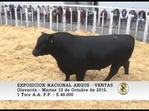 13-10-15 Venta de Toros P.P. - Exposicion Nacional Angus - Olavarria