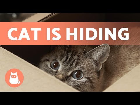 My CAT is HIDING and Won't COME OUT 🐱 (Why and What to Do)