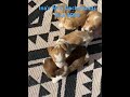 Miniature Dachshund dogs for sale: Luna - Video 1