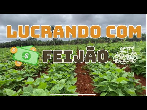Plantio de Feijão :  Custos Manejo e Lucros