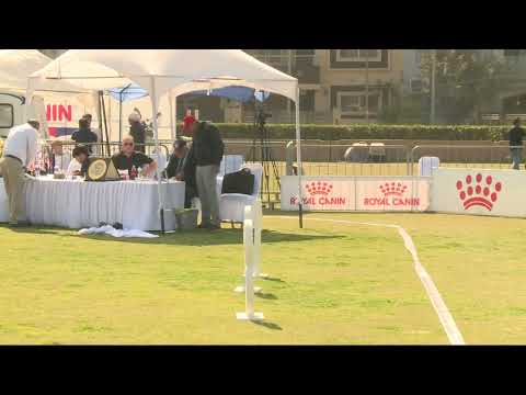 GSDCP 2026, German Shepherd Dog Club Pakistan, Siger Show 2026, GSD Siger Show Lahore, Dog Show 