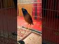Myna Lovely Sound Mynabird Myna Indianmyna Bird Birdsounds Shorts