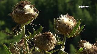 Das Waxriegelhaus der Naturfreunde  Mürzzuschlag