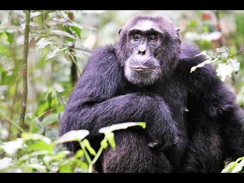Reisesehnsucht: Uganda und Ruanda - Gorillas im Nebel