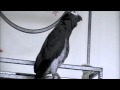 Prissy The African Grey Is Laughing And Talking