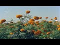 Ellelli Nodali Naa Ninna Mareyalare Movie Remix Video Songs Cat