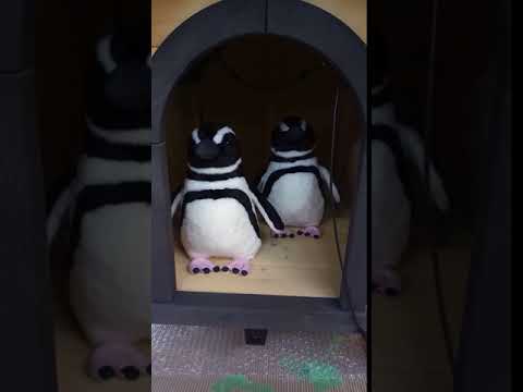 リトルペンギンについて詳しく解説