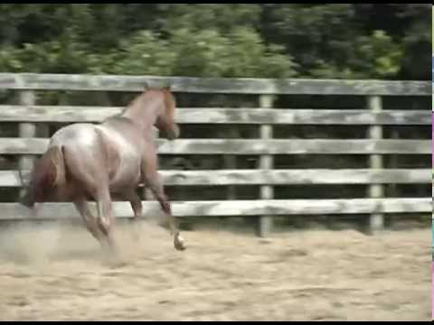 LOTE 31 DATA VENIA HABILIDOSO