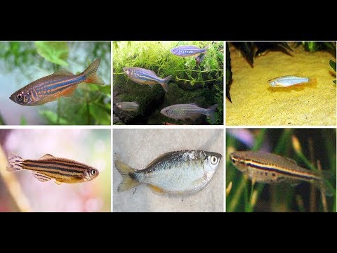 Most Popular Danio Fish For Aquarium