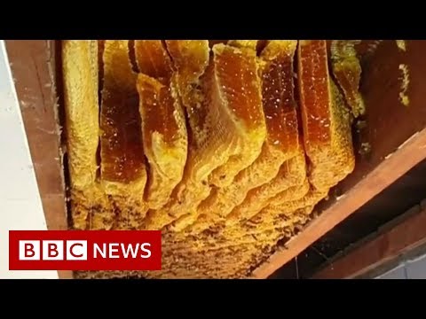 Huge beehive discovered inside ceiling - BBC News