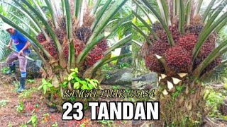 Download lagu bisa jadi sultan panen sawit setiap pokok hasilnya sampai puluhan tandan, buahnya rapat² semua mp3