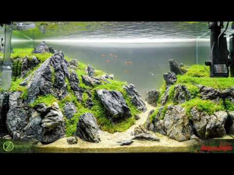 aquascape contest 2016  