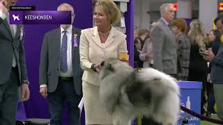 Keeshonden | Breed Judging 2025