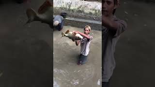 Download lagu Kuras kolam bawal harian !! Ngeri ada bawal monster !!!  #mancing #bawal #galatamabawal mp3