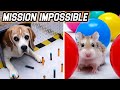MISSION IMPOSSIBLE CHALLENGE - CAT🐱 / DOG🐶 / HAMSTER🐹 / RAT🐀 / CHINCHILLA🐭