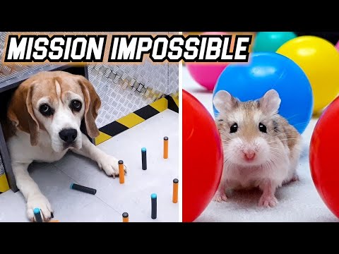 MISSION IMPOSSIBLE CHALLENGE - CAT🐱 / DOG🐶 / HAMSTER🐹 / RAT🐀 / CHINCHILLA🐭