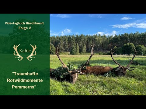 Traumhafte Rotwildbestände in Pommern - Jagd in Trzebielino