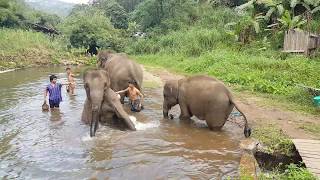 preview picture of video 'Santuario Elephant Ecovalley en Chiang Mai'