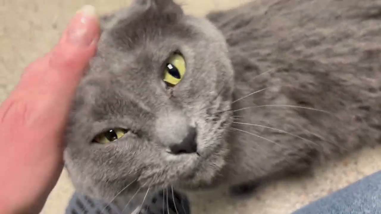 Enlarge Serena - snuggly lovergirl!, a ADOPTABLE Domestic Short Hair in Oshkosh, WI video 4/4