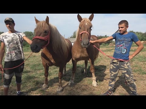 Caii lui Mircea de la Olosig, Bihor 25 august 2017