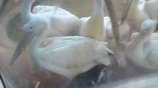 Pelicans &amp; penguins