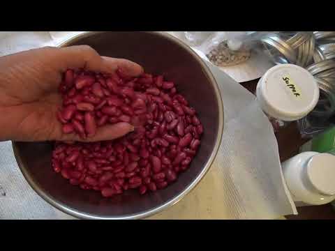 download lagu mp3 mp4 Kidney Beans Plantation, download lagu Kidney Beans Plantation gratis, unduh video klip Kidney Beans Plantation