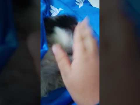 #shichu #rabon #funza #cundinamarca #colombia mi Shichu rabón