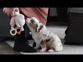 Miniature Australian Shepherd dogs for sale: Austin - Video 1