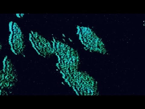 Cicada - Dir. Tteo Zavaglia