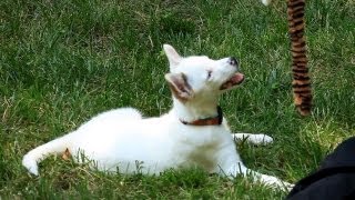 Socializing a Puppy 3: Meeting People | Teacher's Pet With Victoria Stilwell