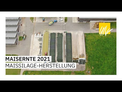 Maisernte 2021