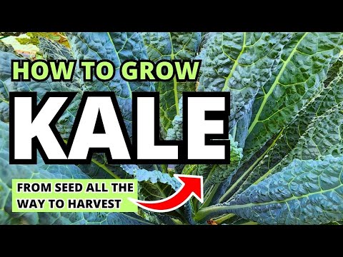 How To Grow Kale From Seed To Harvest #kale #garden #vegetablegarden #homegrown #gardeningtips