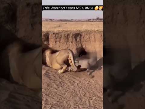 This Warthog Fears NOTHING! 🐗🦁 Lion's Biggest Mistake! #wildlife #shorts
